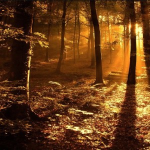 autumn_forest_in_the_sun-2238