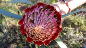 Protea