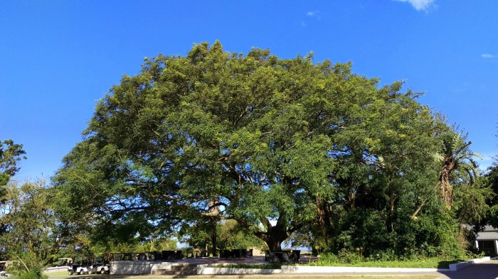 rain-tree-olivewood-golf-course