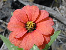 zinnia-2