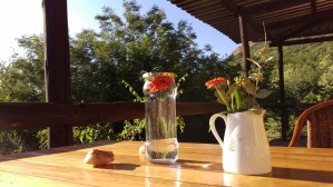 zinnia-in-the-making-2