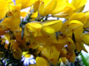 gorse-2