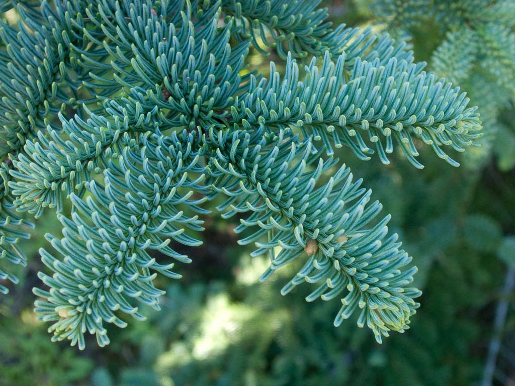 Abies Nobilis – the guardian tree | Healing Flower & Tree Essences of ...